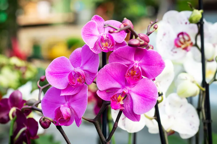 Phalaenopsis