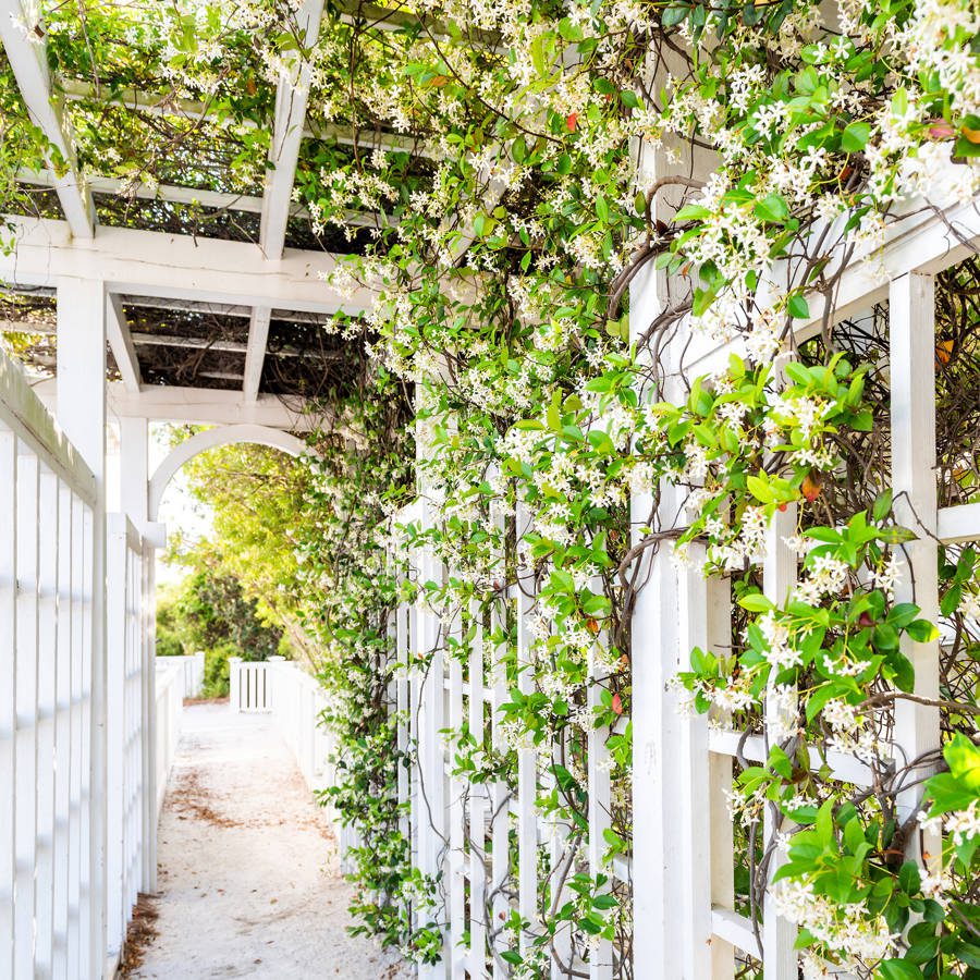 plantas trepadoras con flores