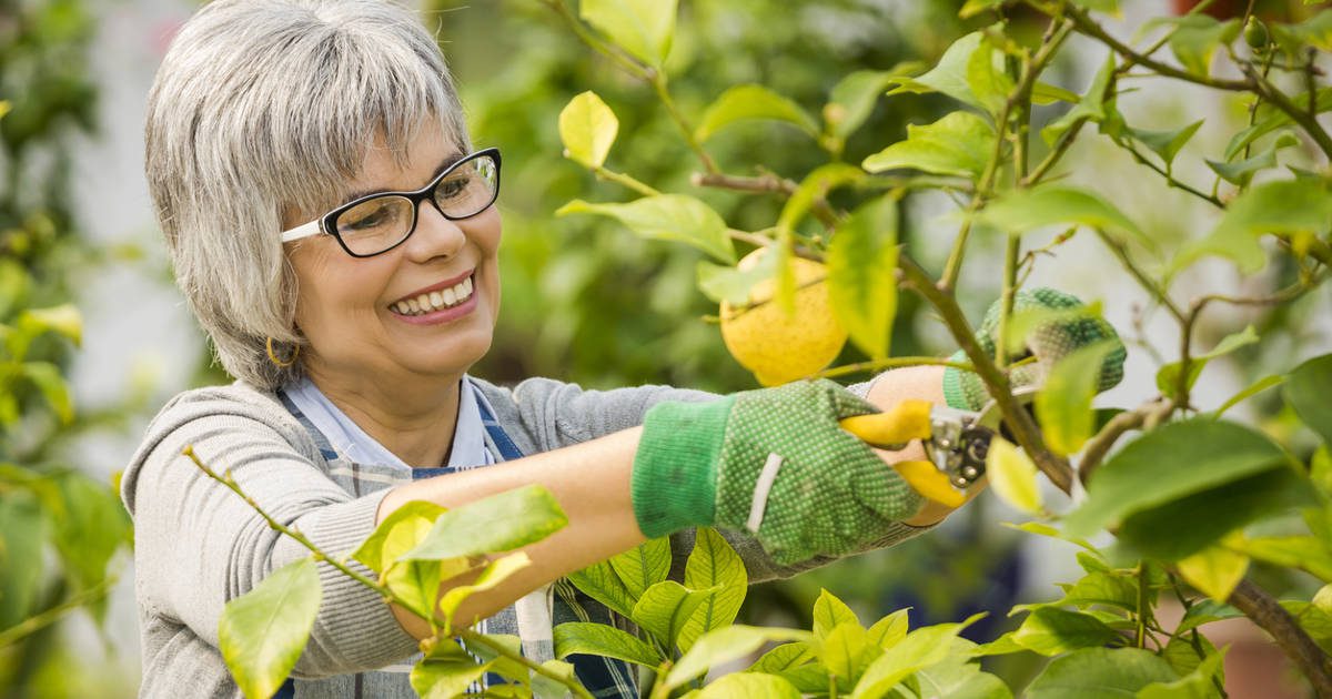 Cómo podar un limonero para que crezca más fuerte y saludable