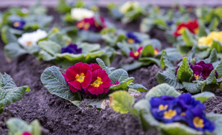 Aldi agotará esta planta bonita, barata y fácil de cuidar que traerá ya la primavera a terrazas y balcones por solo 1,49 euros