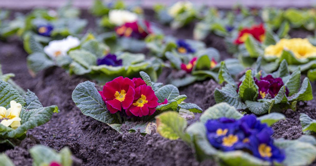 Aldi agotará esta planta bonita, barata y fácil de cuidar que traerá ya la primavera a terrazas y balcones por solo 1,49 euros