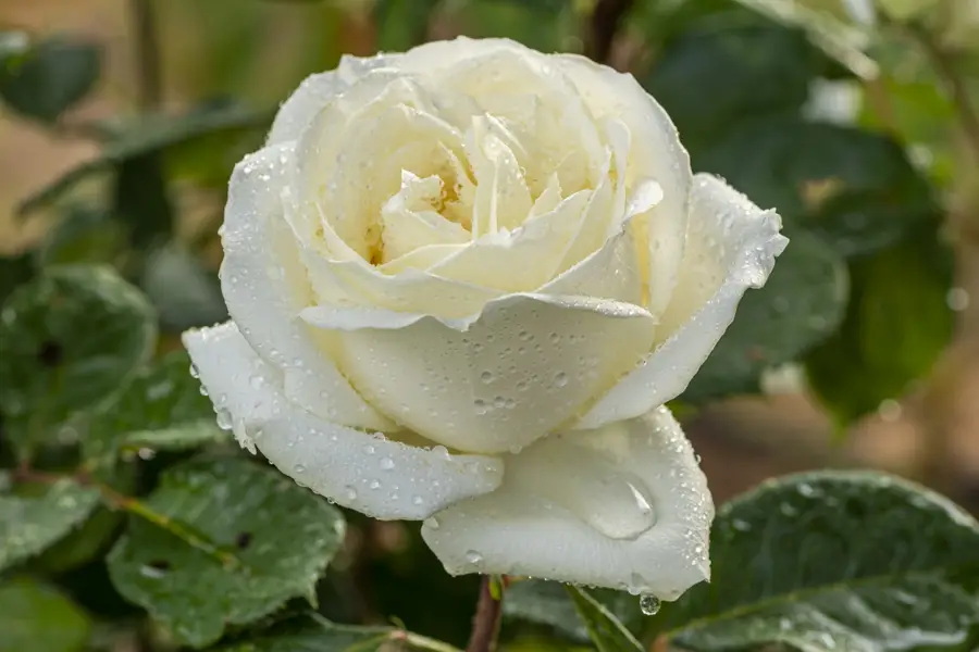 rosa