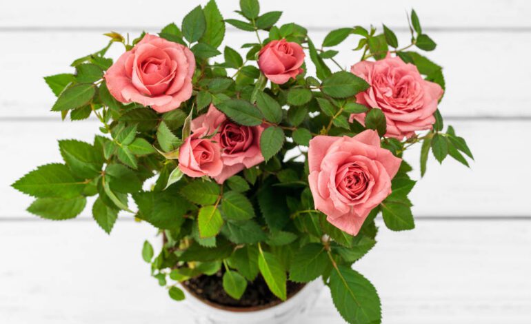 Acaba de llegar a Aldi la planta de invierno más bonita para alegrar terrazas y balcones