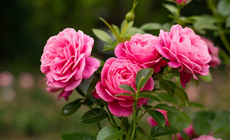 El truco de horticultor que pocos conocen para que las rosas de tus rosales huelan de maravilla