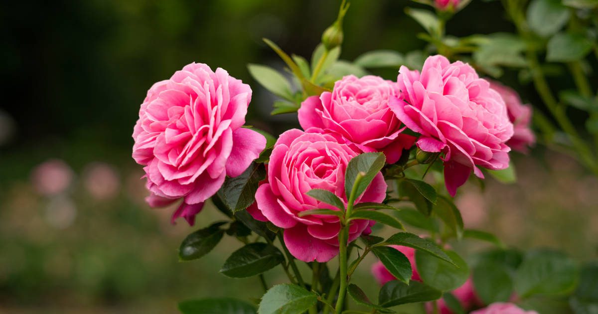 El truco de horticultor que pocos conocen para que las rosas de tus rosales huelan de maravilla