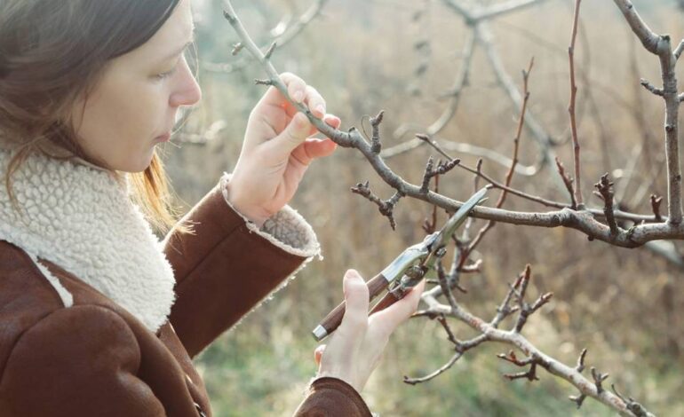 Los 6 errores comunes que dañan el jardín en invierno