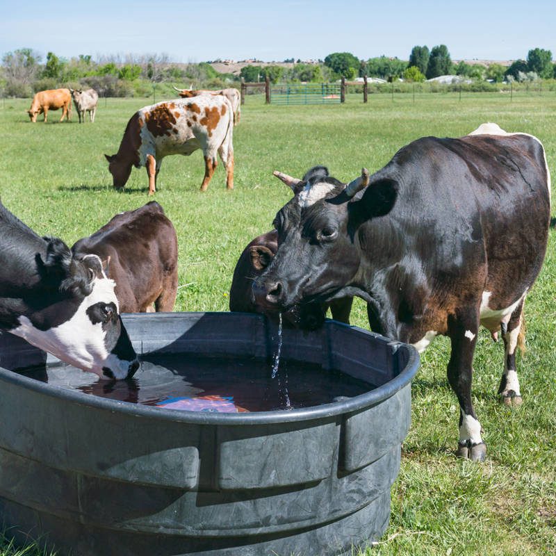 vacas en los campos