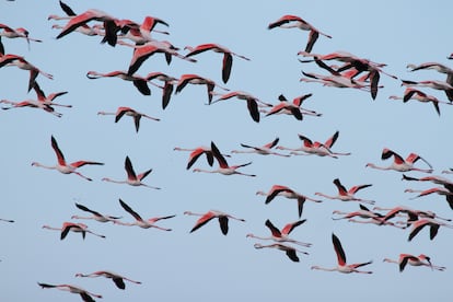 Flamencos en vuelo en el Cabo de Gata en Almería. 