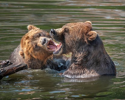 Dos oso marrón en la fuerza del oso en Sitka.