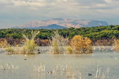 El parque natural municipal Clot de Galvany en Elche (Alicante).