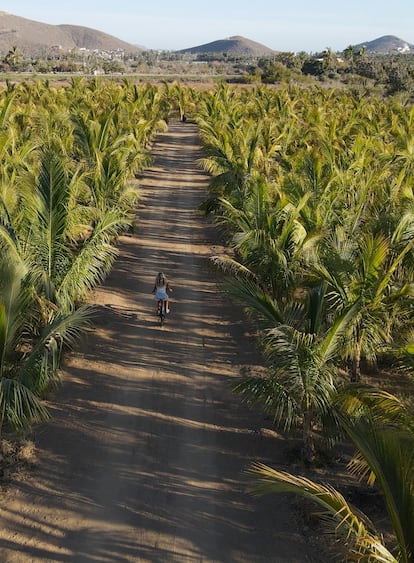 La palmera de más de 1.100 cocoticers que plantaron durante la pandemia.