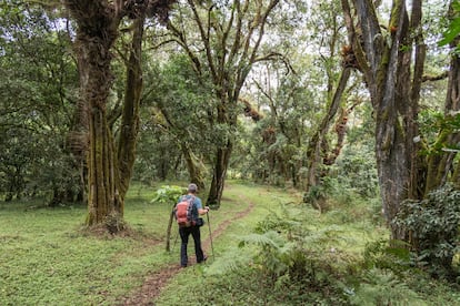 Un excursionista que viaja por el bosque tropical al pie de Mont Meru, Tanzania.