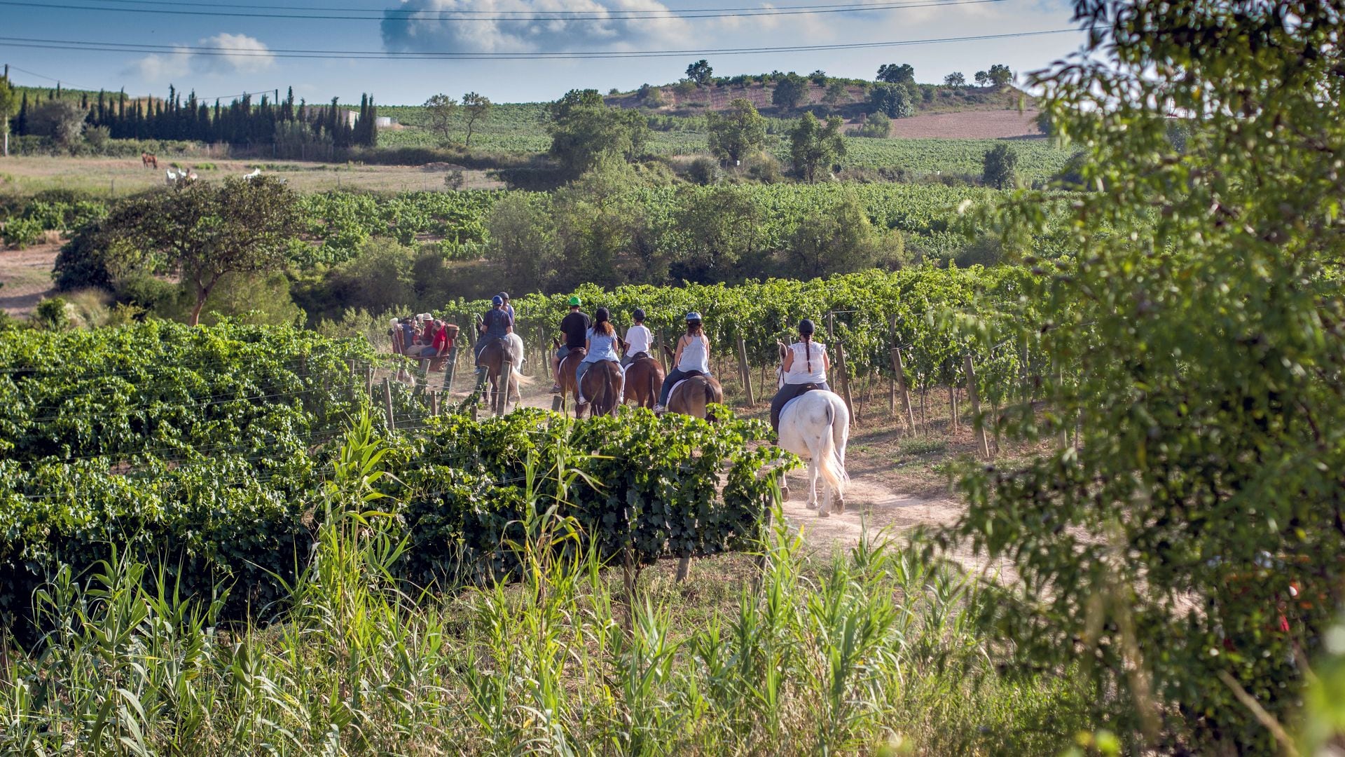 Carretera de caballos entre los viñedos de Gramona de Barcelona