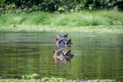 Hippopotamal Bijagós.