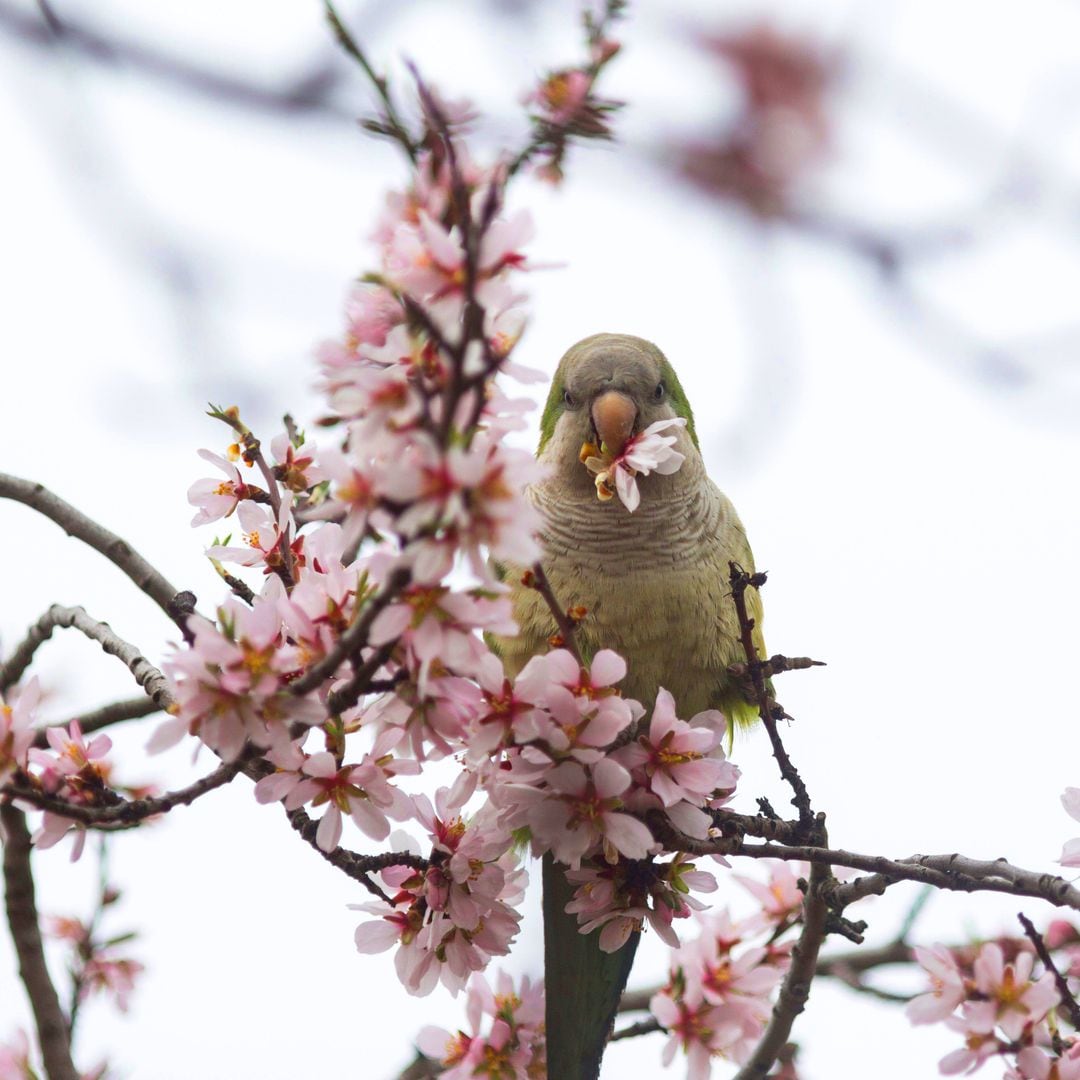 Un periquito come el fruto de la flor de una almendra en el quinto parque de Los Molinos, Madrid