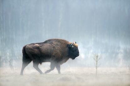 Un ejemplar de bisonte europeo en el parque nacional de Białowieża.