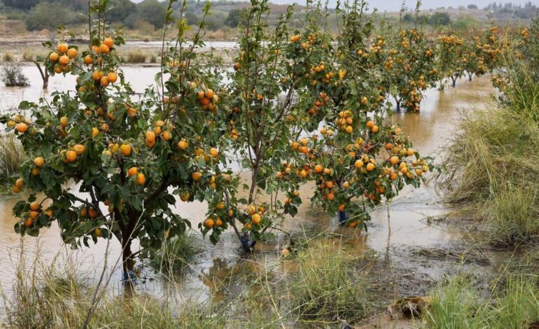 CAMBIO CLIMÁTICO AGRICULTURA | Las naranjas serán el cultivo principal del Reino Unido en 2080 debido al cambio climático