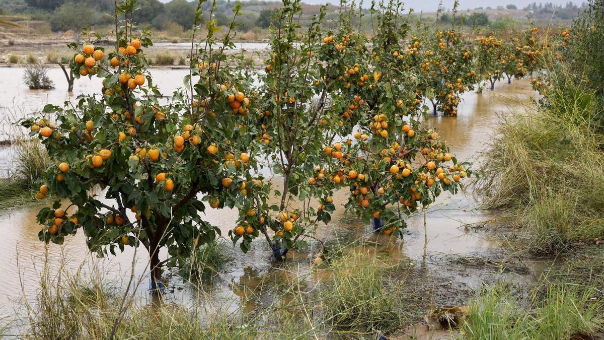 CAMBIO CLIMÁTICO AGRICULTURA | Las naranjas serán el cultivo principal del Reino Unido en 2080 debido al cambio climático