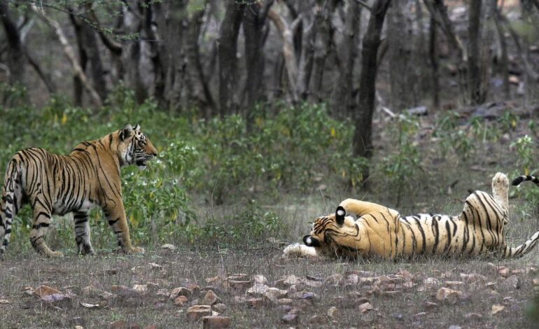 TIGRES RECUPERACIÓN | Logran recuperar la población de tigres en India, hogar del 75% de todos los ejemplares del mundo