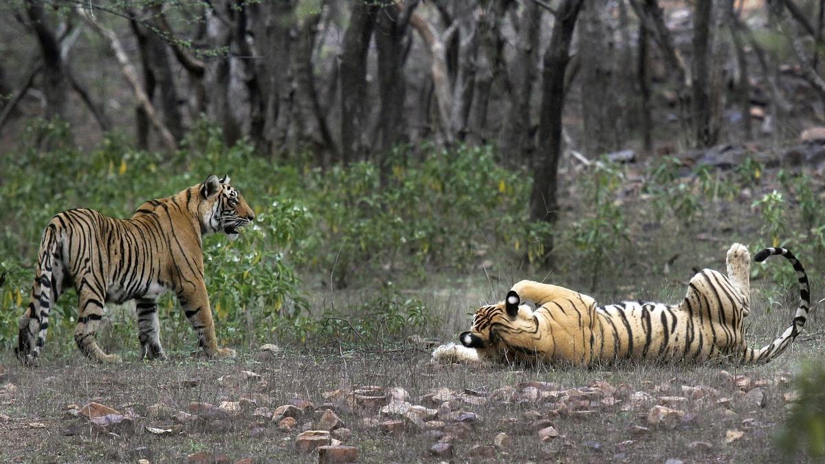 TIGRES RECUPERACIÓN | Logran recuperar la población de tigres en India, hogar del 75% de todos los ejemplares del mundo