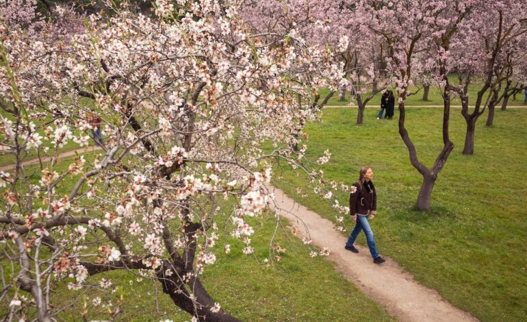 Los almendros en flor de la Quinta de los Molinos, un espectáculo sensorial