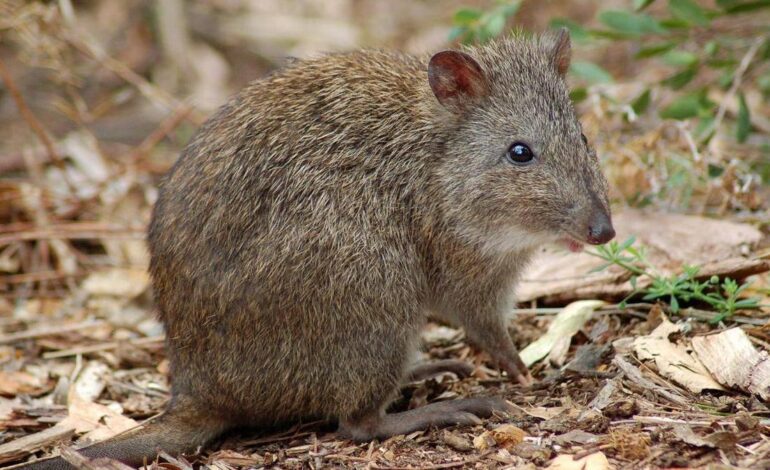 FAUNA AUSTRALIA | El marsupial más raro del mundo muestra signos de recuperación tras estar casi extinto