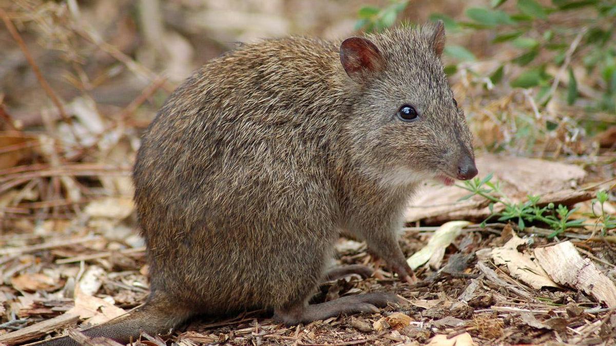 FAUNA AUSTRALIA | El marsupial más raro del mundo muestra signos de recuperación tras estar casi extinto