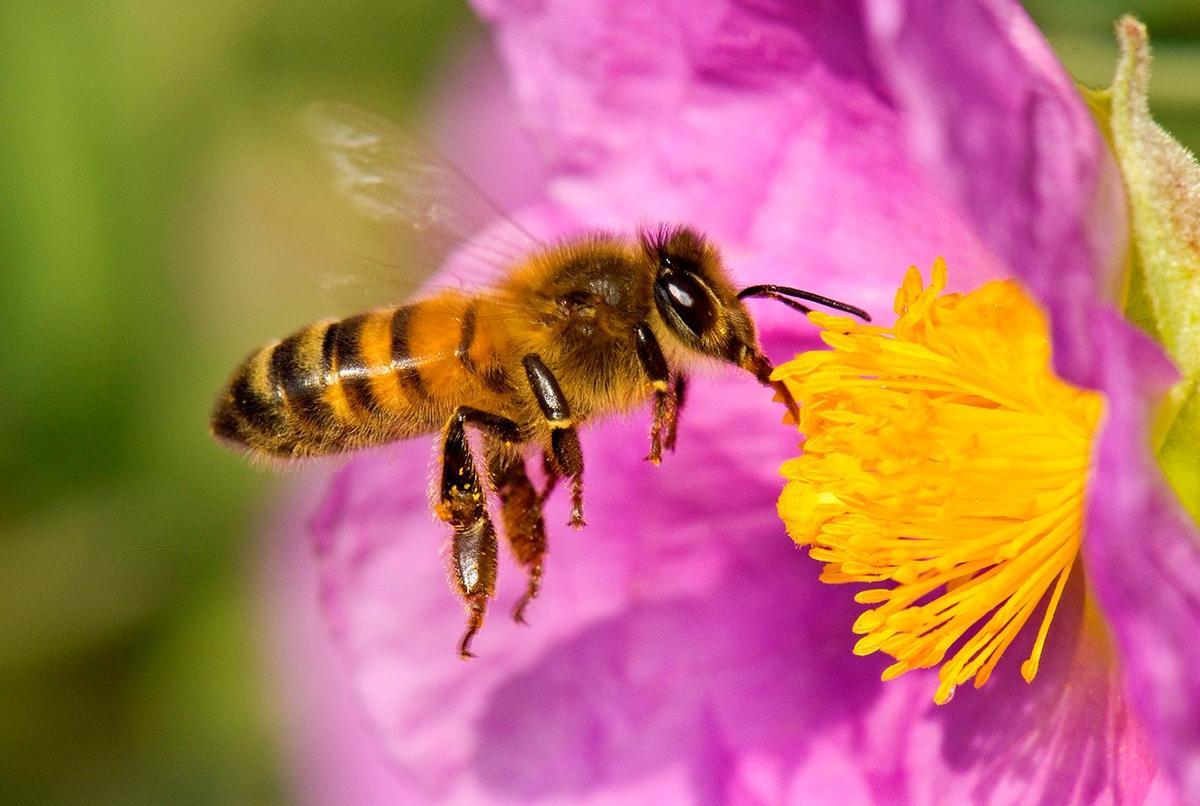 Las abejas están en fuerte declive