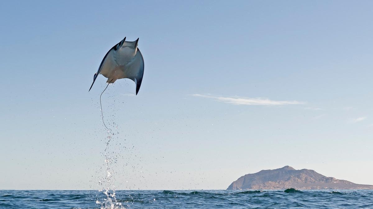 RAYA VOLADORA | Así es la increíble raya Munk, capaz de saltar dos metros fuera del agua