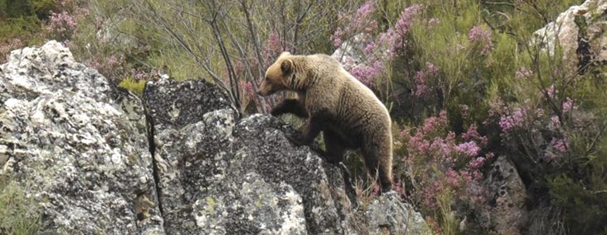 Oso pardo en la cordillera cantábrica