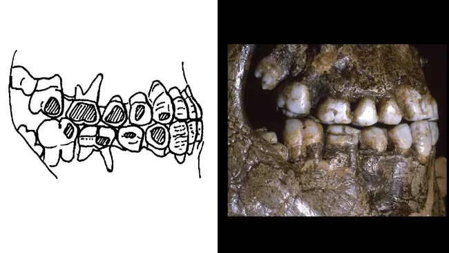 Un ejemplo de desgaste de esmalte en la faz de la Edad de Hielo de Dolní Varnex, República Checa (Crédito de la imagen: John C. Willman / Universidad de Coimbra)