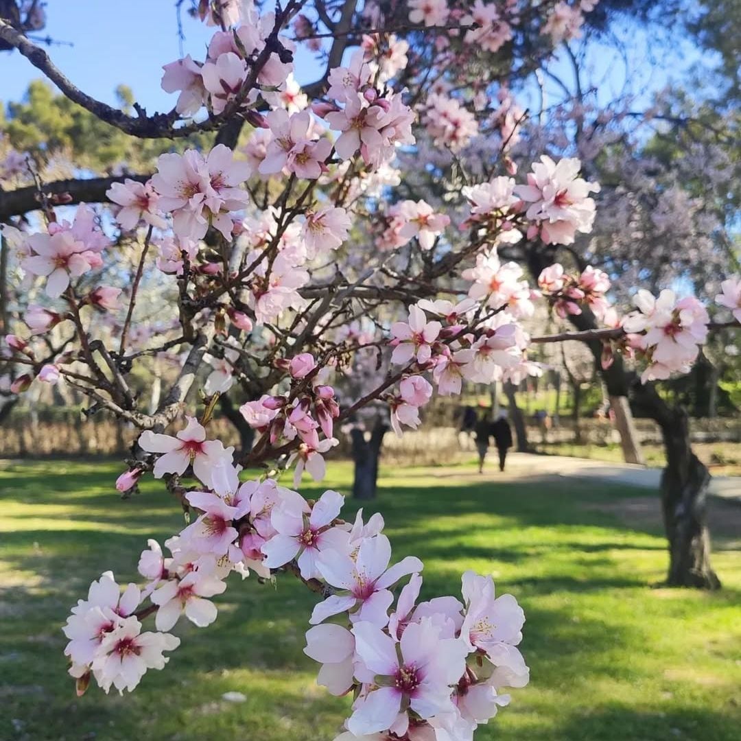 Florecimiento de Almendros en el parque de Quinta de los Molinos, Madrid