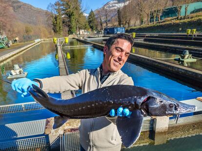 José Montagut, de Caviar Nacarii, muestra un esturión en la piscifactoria de Les, en el Valle de Arán (Lleida).