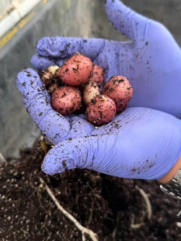 Patatas producidas por caseína