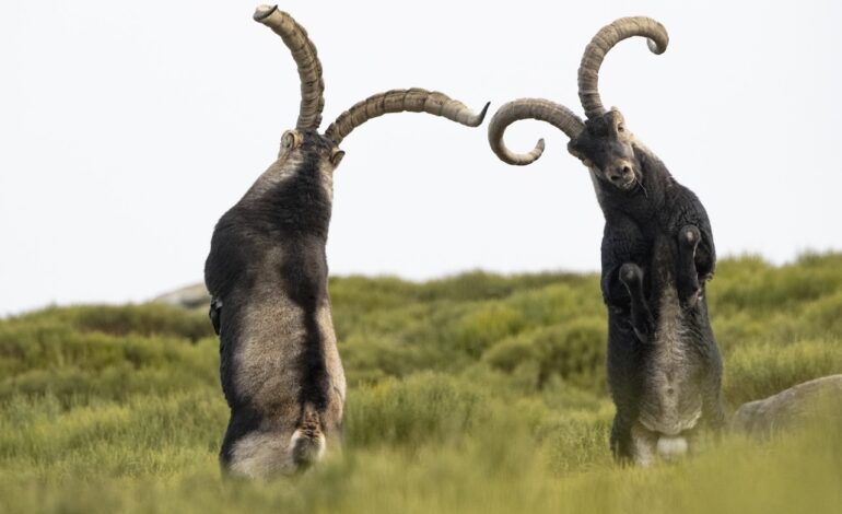 Cómo se hizo «Un año de amor salvaje», los rituales de cortejo de los animales