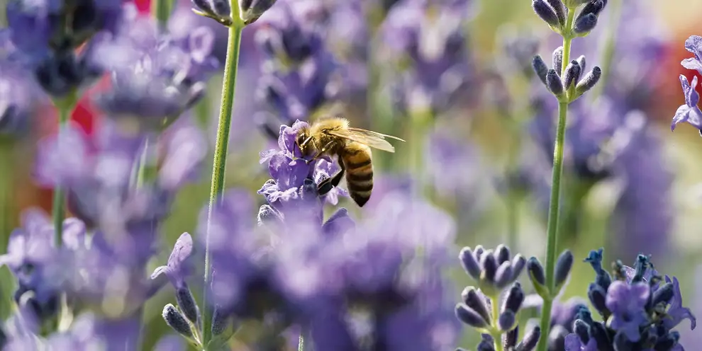 Abeja de posada en una flor