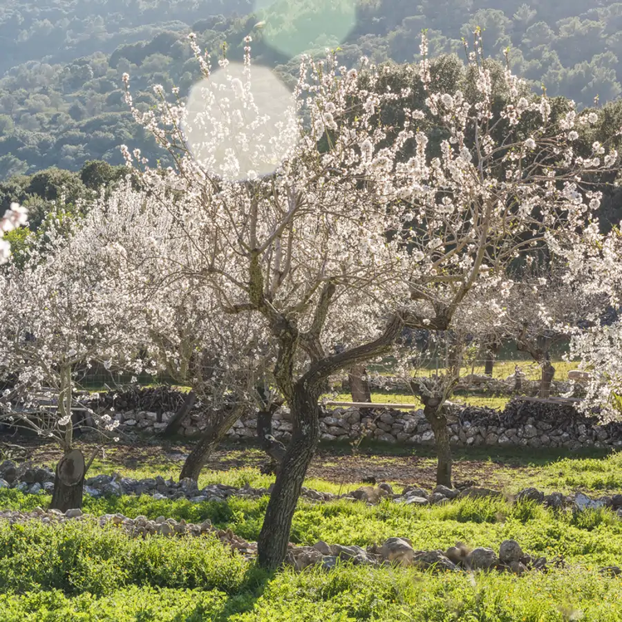 Almendros en Flor en Mallorca