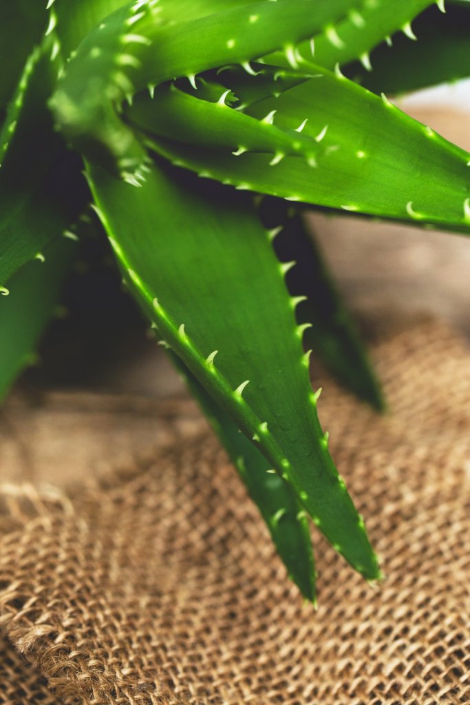 Ventajas de aloe vera