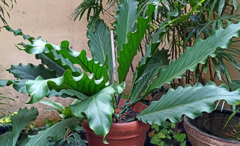 Anturio gigante, una planta de interior exuberante, vistosa y fácil de cuidar: la llaman "el rey de la selva"