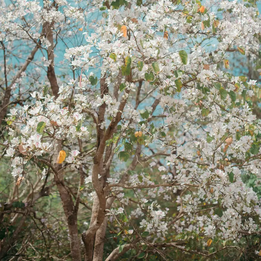 Árbol de orquídeas de Bauhinia