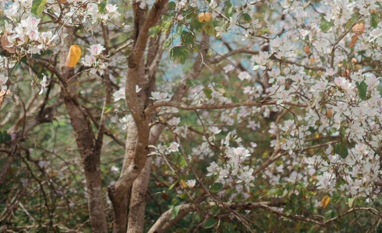 te da flores en invierno y sombra en verano