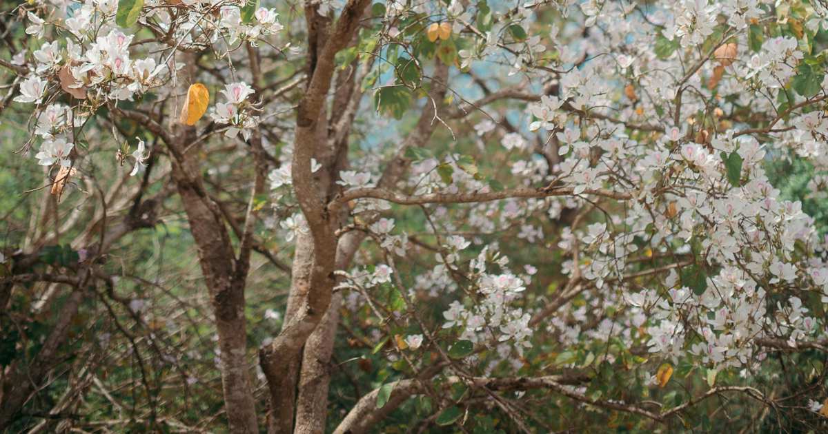 te da flores en invierno y sombra en verano