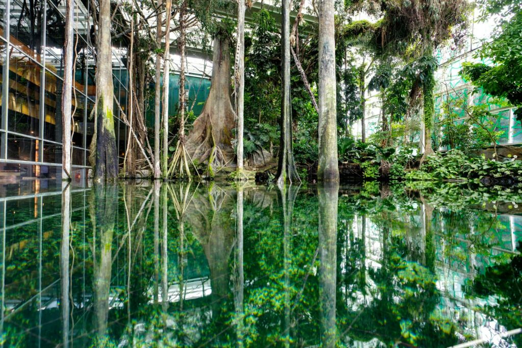 Cosmocaixa inundó el bosque