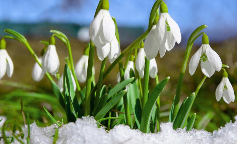 así se cuidan estas enigmáticas flores blancas que despiden el invierno en España