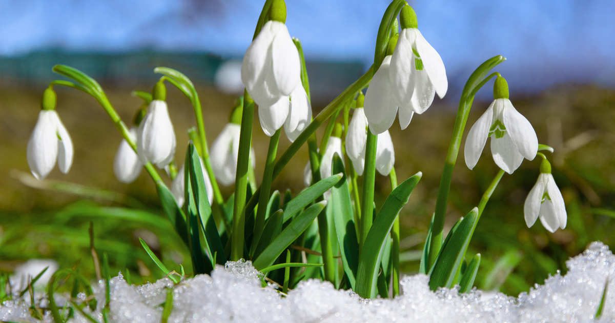 así se cuidan estas enigmáticas flores blancas que despiden el invierno en España