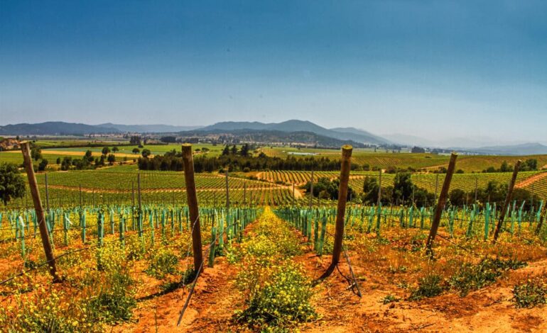 Descubriendo el sur de América con una ruta del vino en Chile