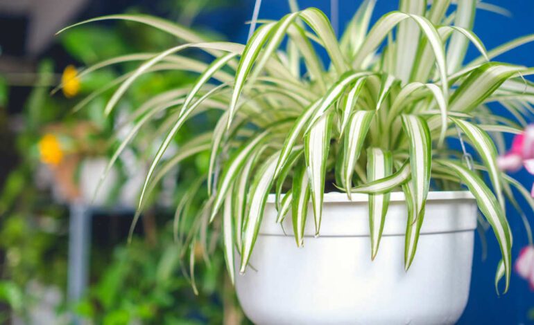 la planta todoterreno que purifica el aire de casa y sobrevive en cualquier balcón