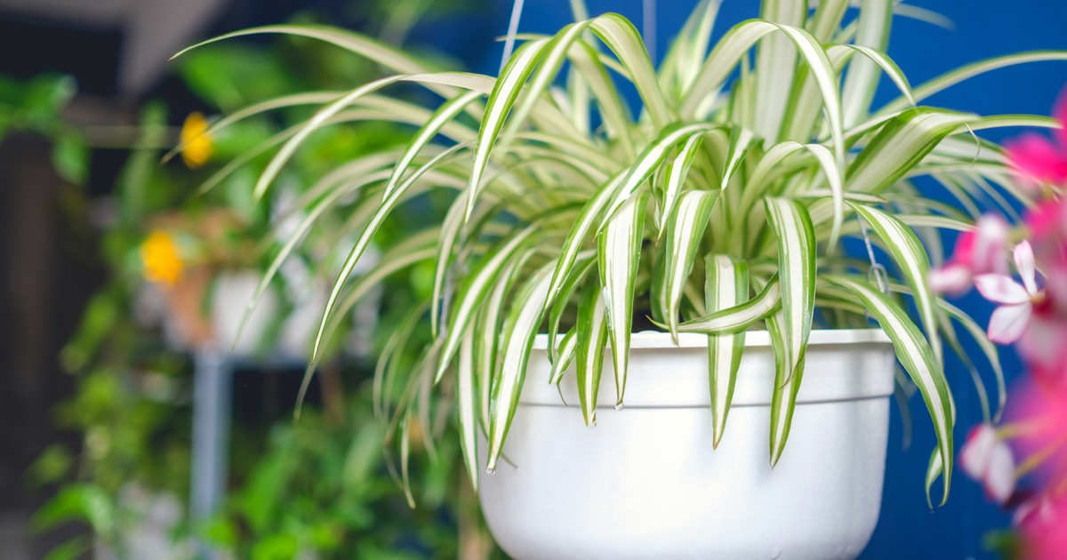 la planta todoterreno que purifica el aire de casa y sobrevive en cualquier balcón