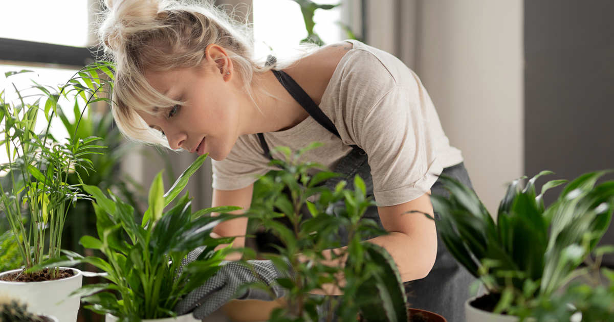 el abono casero fácil y eficaz que es oro puro para tus plantas y lo revive todo