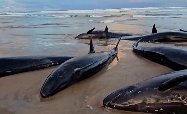 Más de 150 ballenas quedan varadas en una remota playa de Australia